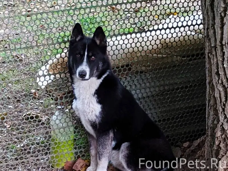 Помогите найти собаку, убежала...