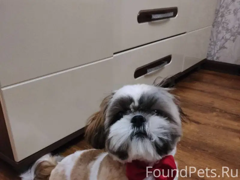 Потерялась собака, кобель, ши-...