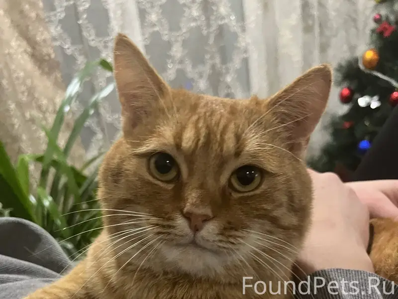 Пропал рыжий кот Если кто-то.....