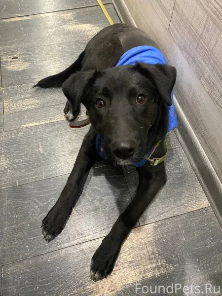 Найдена сука (щенок) в синей ж...