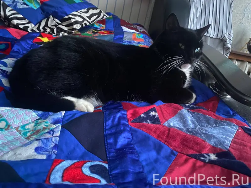 Пропала кошка Деревня ручей От...