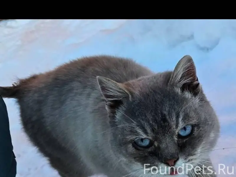 СОС!!! СРОЧНО!!! Прибился кот(...