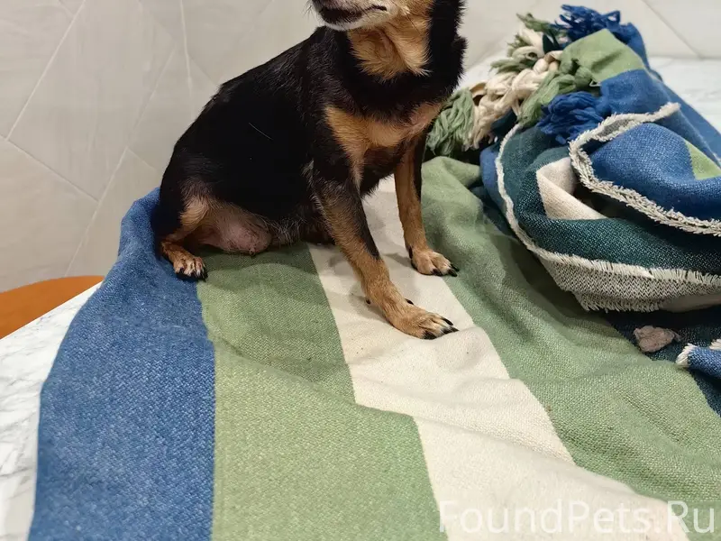 Здравствуйте. Найдена собака. ...