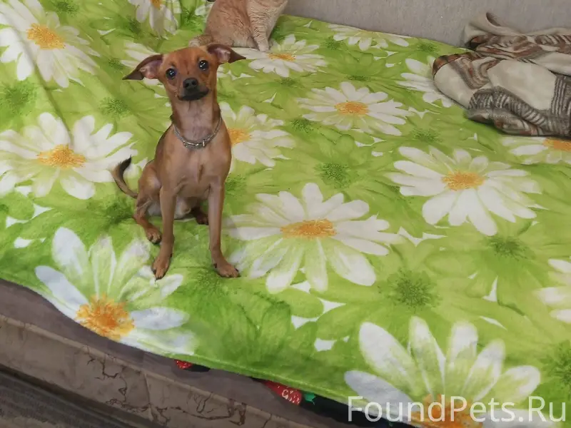 Срочно❗❗❗❗❗ Потерялась собака(...