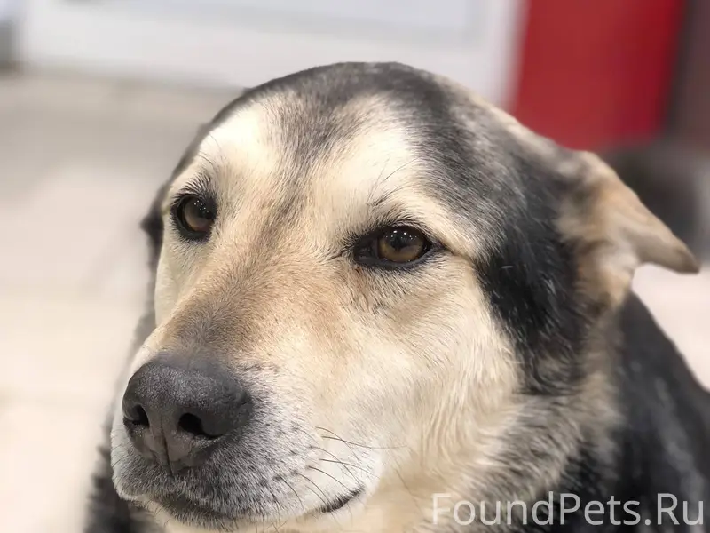 Ростов ‼️Пропала собака ⚠️Кто ...