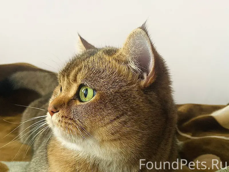 Пропал кот по кличке Кекс по.....