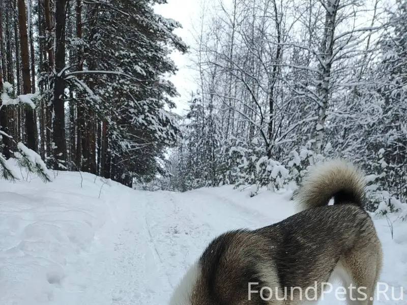 Пропала собака по имени Жуля, ...