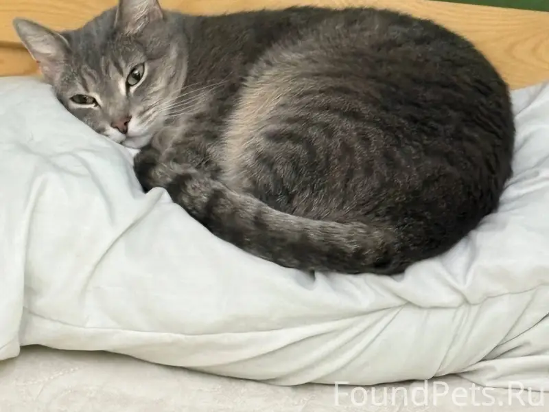 Утром 25.01.2025 пропал кот...