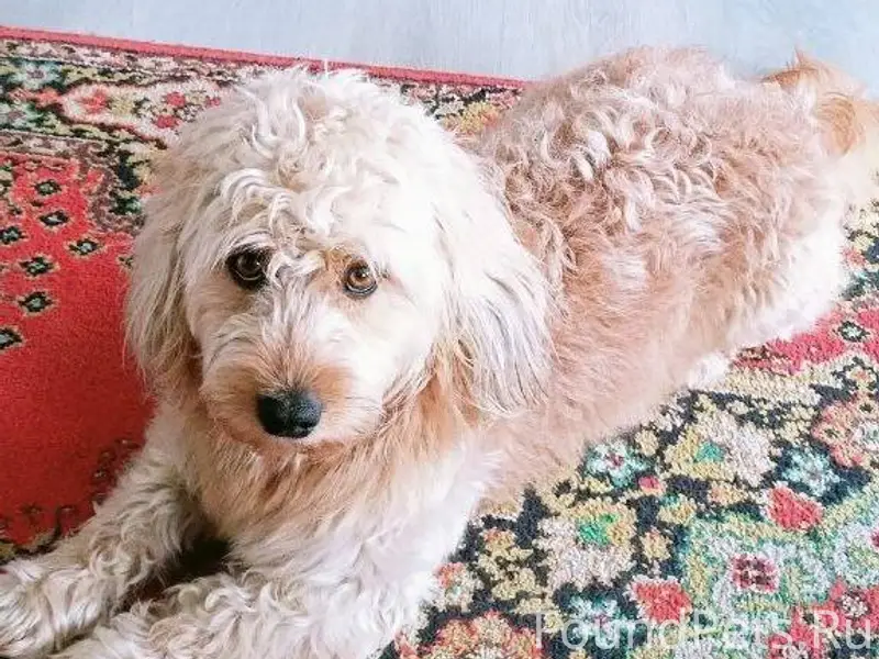 Пропала собака. Мальчик 6 лет,...