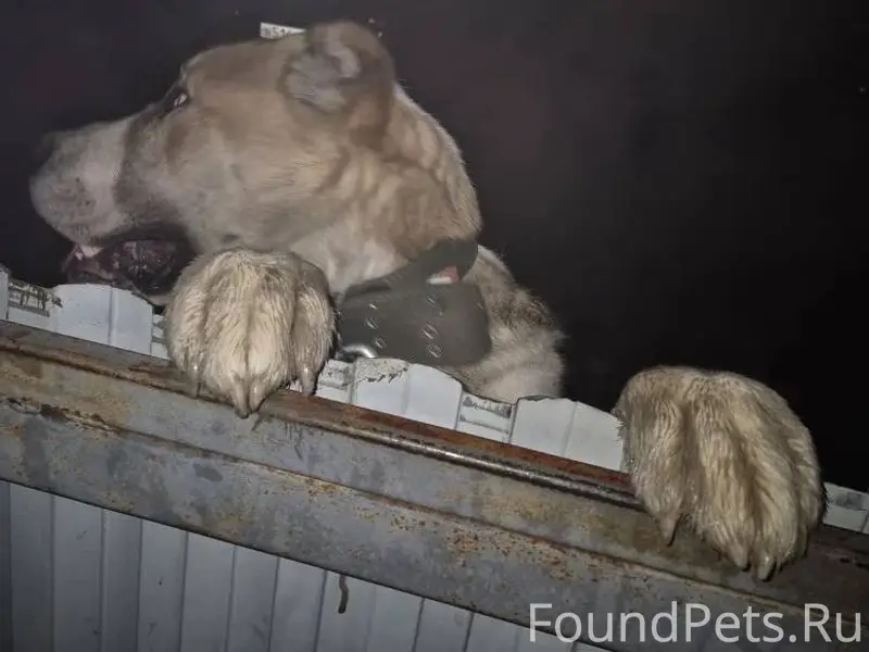 Найдена собака породы алабай, ...