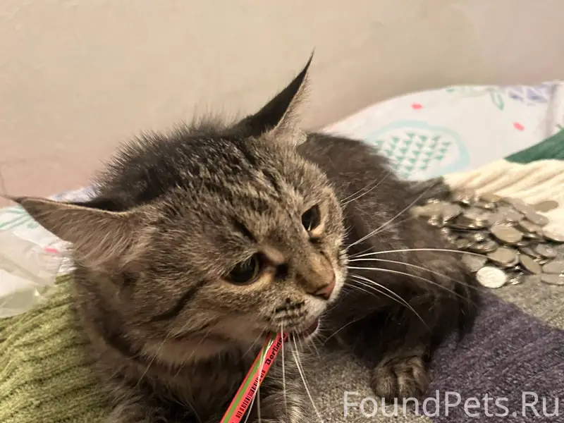 Пропала кошка по адресу Короле...