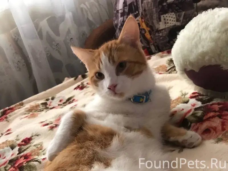 Пропал кот г. Феодосия мкр чел...