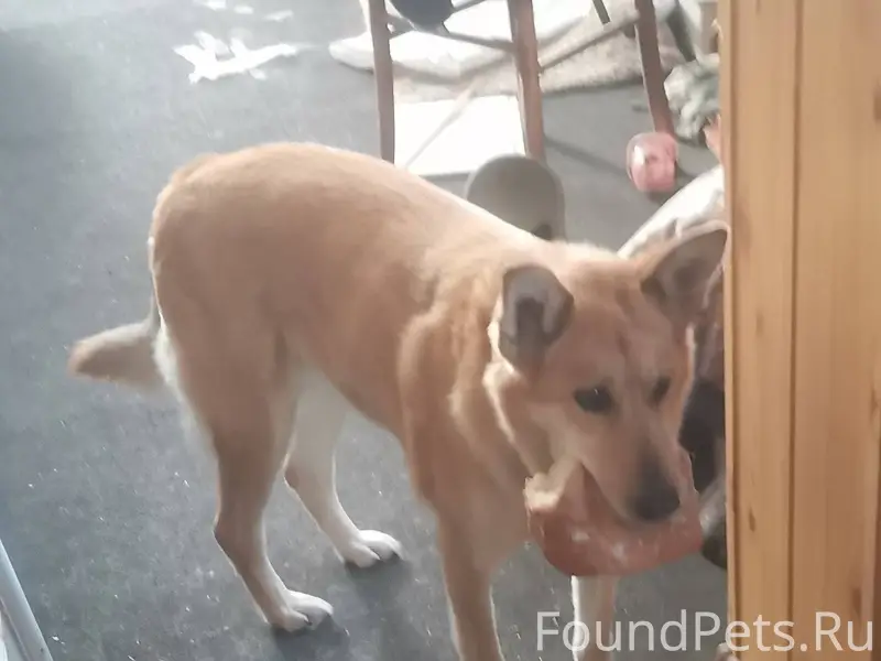 Сегодня наша собачка Бося сбеж...