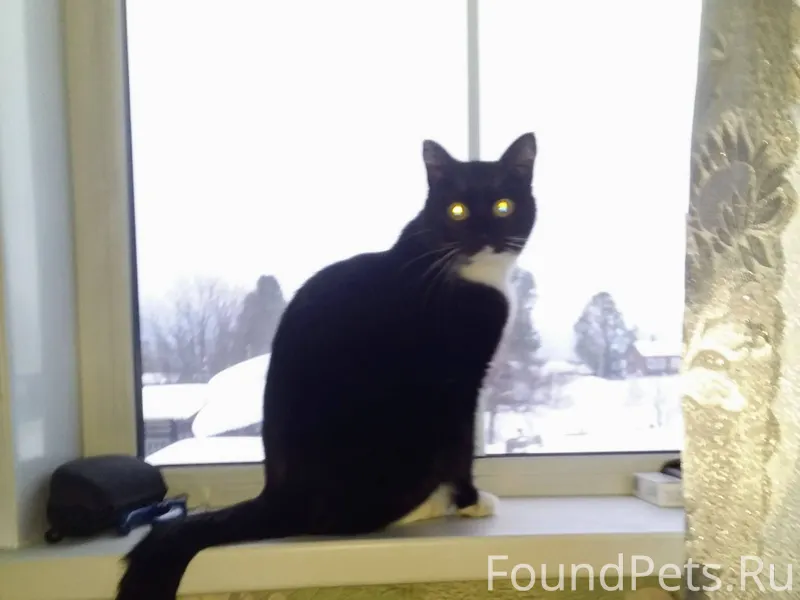 Пропала кошка. Может кто-то ви...