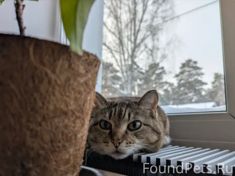 Нашей кошке повезло, повезло с...