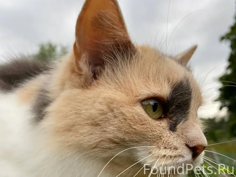 Пропала кошка на Советской 13....