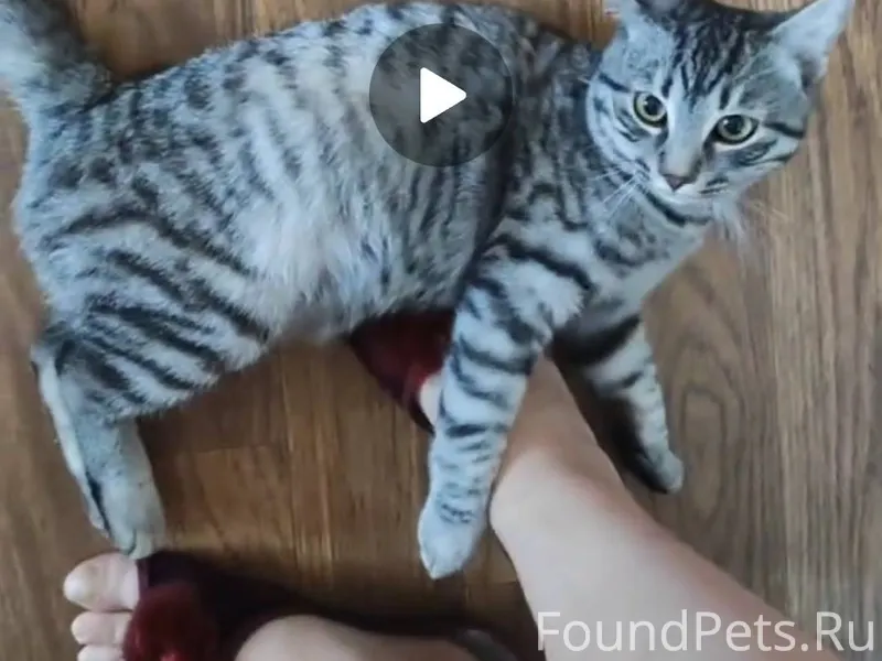 Молодой кот серого бенгальского окраса