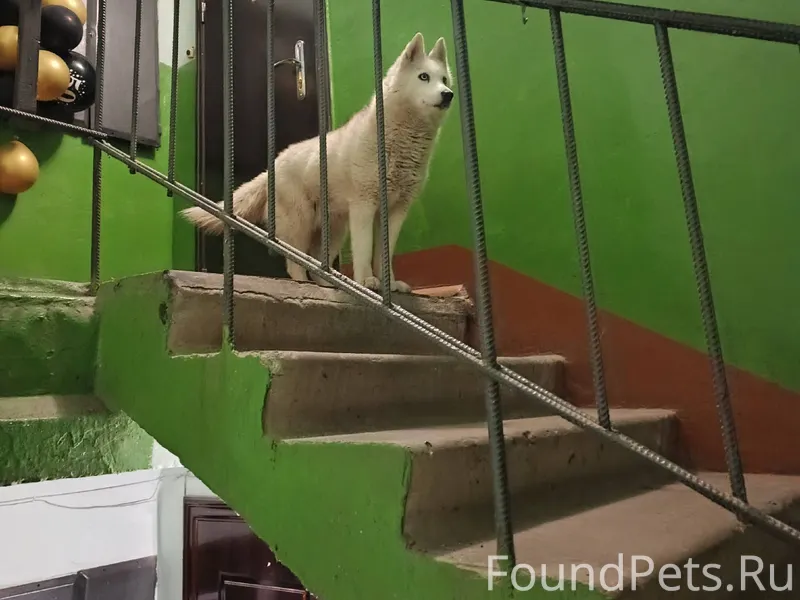 Бараева 9б прибился пес, добры...