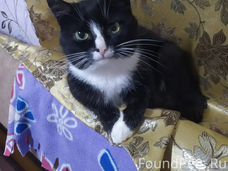 Пропал кот (более недели не пр...