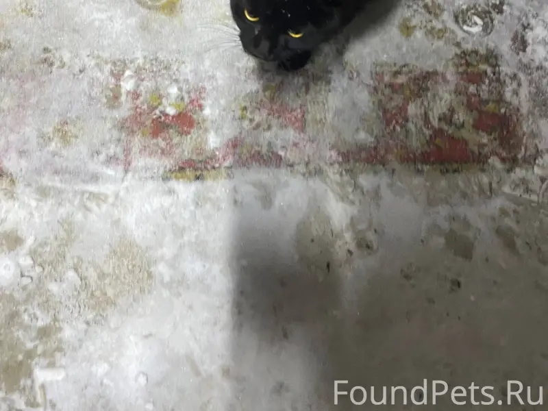 Добрый вечер, приблудился коте...