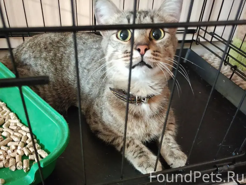 Нашли котика ( кошку) - потеря...