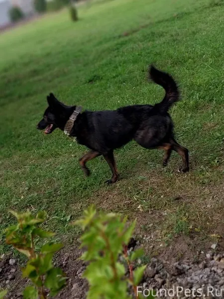 Пропала собака! Кличка Зевс Уб...