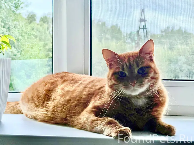 ❗❗❗ПРОПАЛ КОТ❗❗❗ Около 3-4 дне...