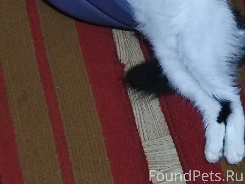 Пропала кошка в районе улицы Л...