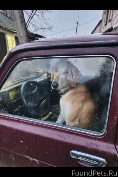 ПОТЕРЯЛАСЬ СОБАКА!!!НАШЕДШЕМУ ...