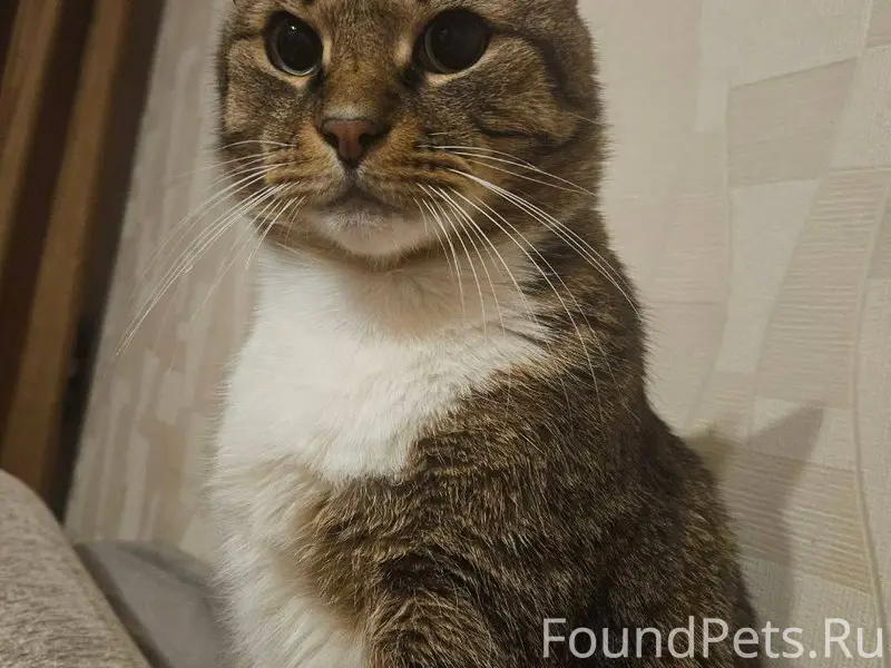 🚨 ПРОПАЛ КОТ! 🚨 24 января...