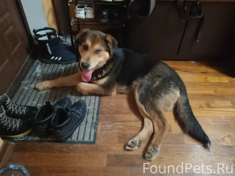 Тула! Найдена собака ❗❗❗Пролет...