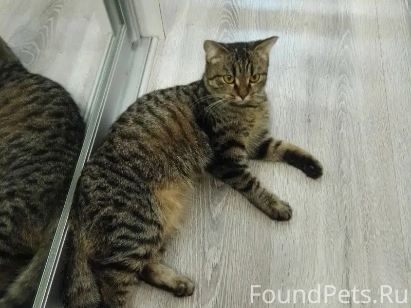 Ласковая кошечка, возраст окол...