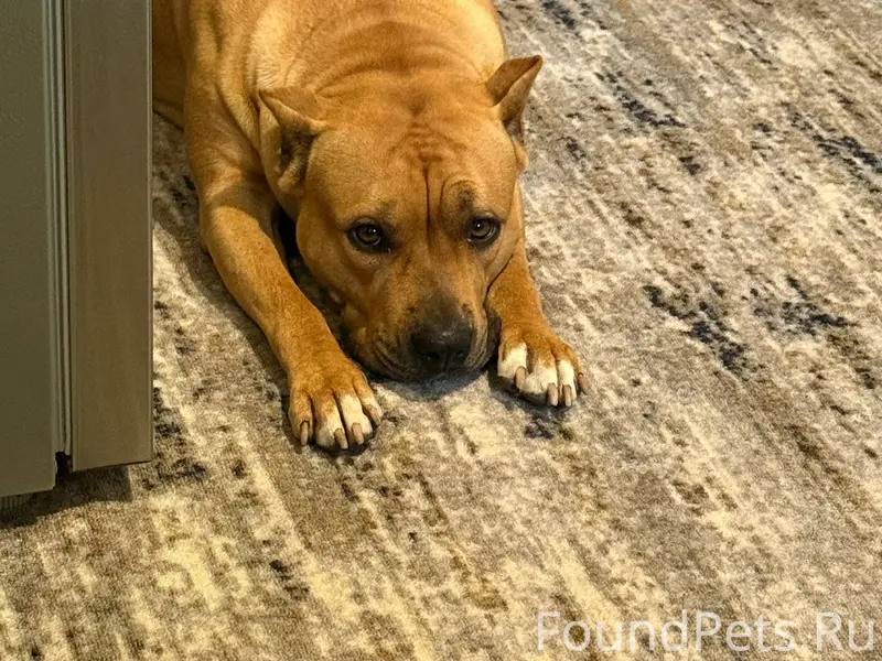 Помогите найти 🆘 В районе 88.....