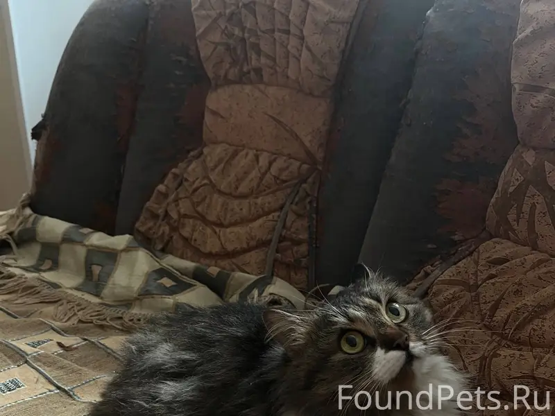 Найдена кошка, в районе вокзал...