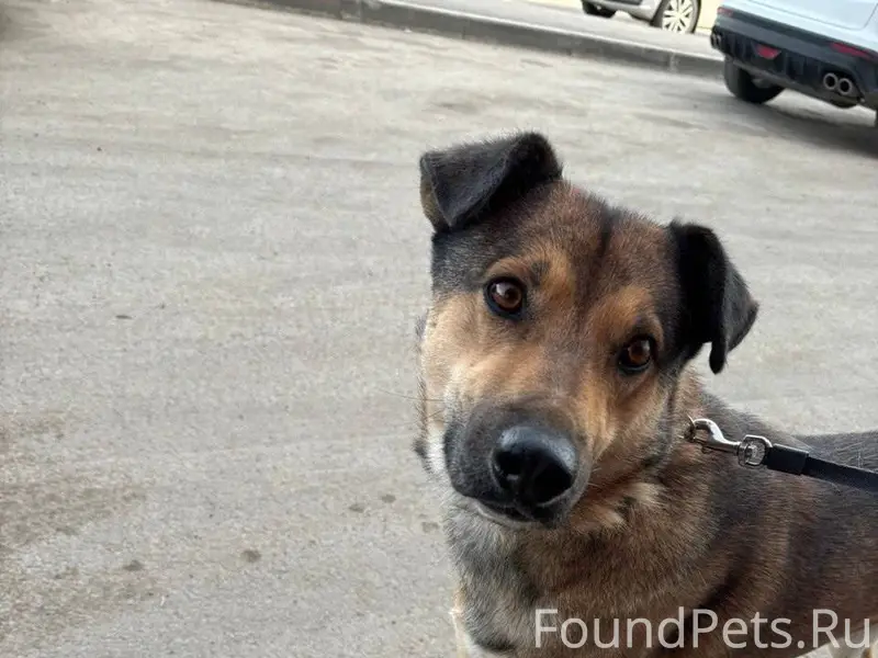 РАЗЫСКИВАЕТСЯ В посёлке Звёздн...