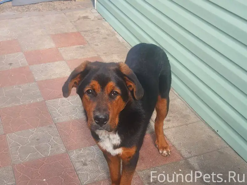 Пропала собака в районе ж/д...