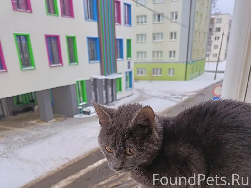 Пропал кот в районе 13 поликли...