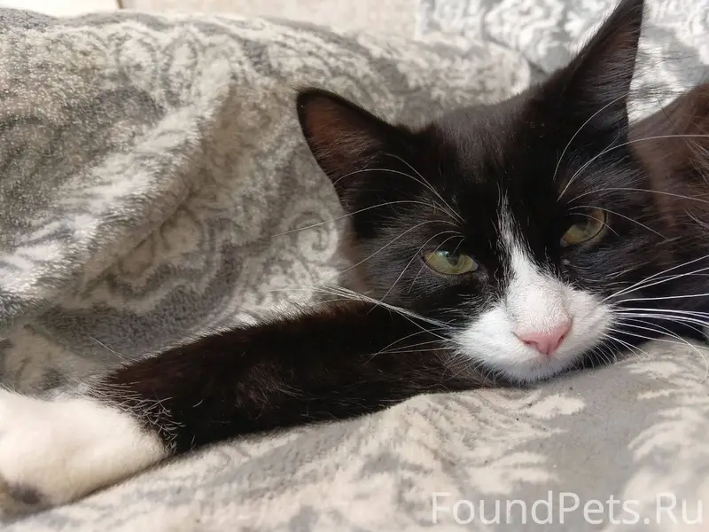 Вчера пропал кот, после стерил...