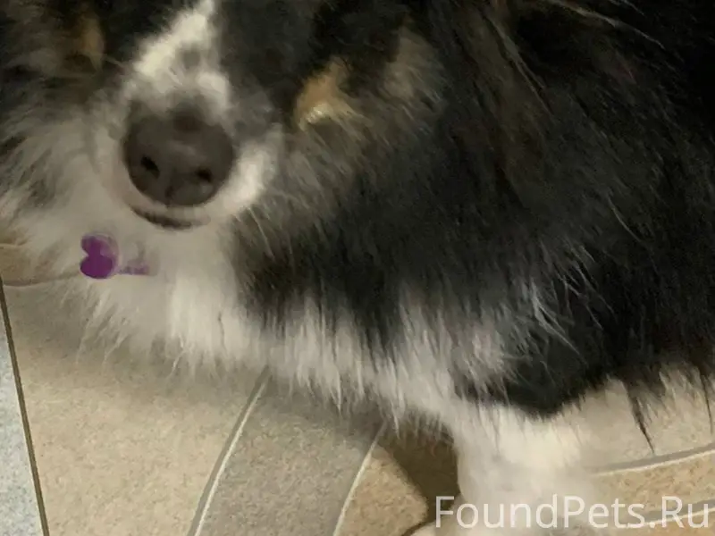 Добрый день. Час назад во двор...