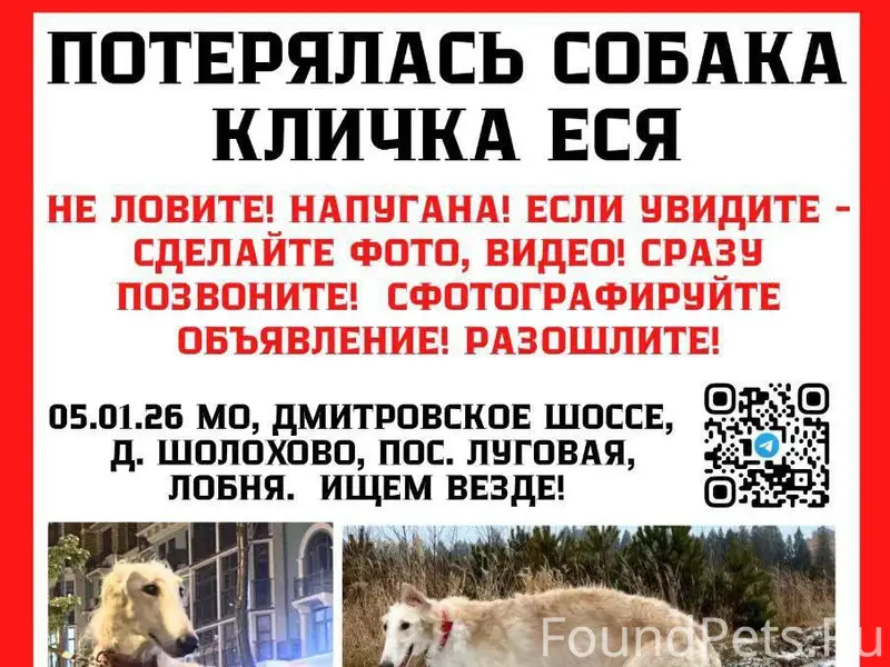 Русская борзая