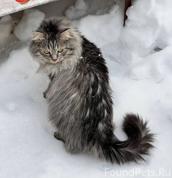 Пропал кот 22 января, пгт Крас...