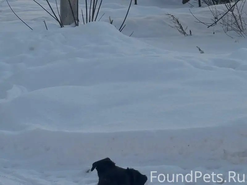 Пропала собака в районе Ванят ...