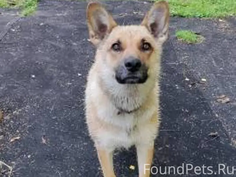 ПОМОГИТЕ НАЙТИ ДОМАШНИХ ЛЮБИМЦ...