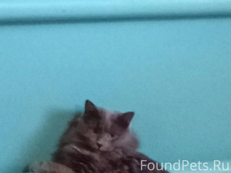 Пропали два кота по улице Твер...