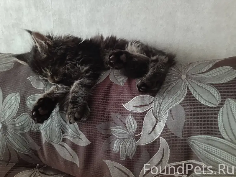 ПОТЕРЯЛСЯ КОТЁНОК! Пропал котё...