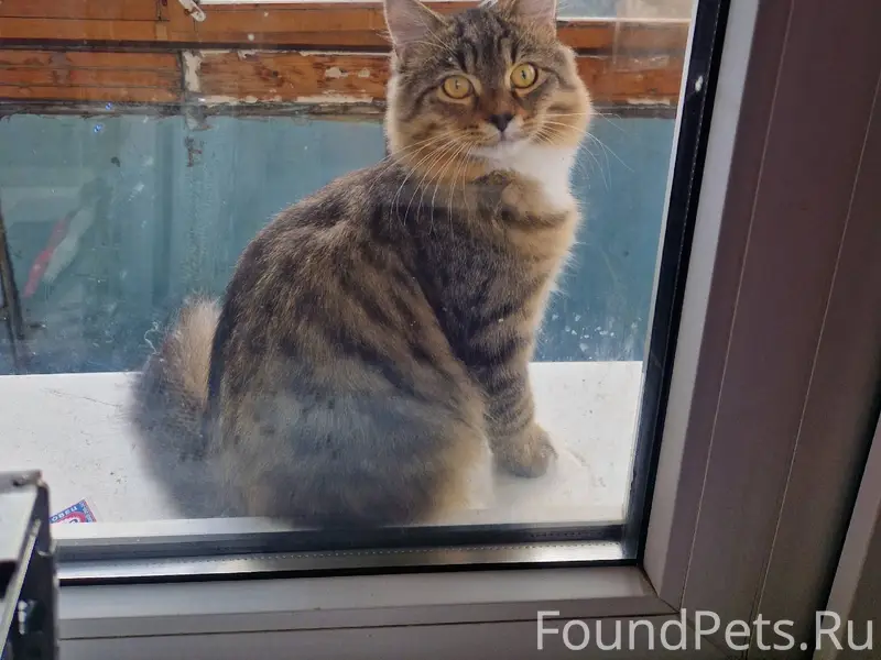 Здравствуйте, пропал кот, клич...