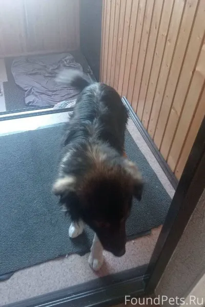 Друзья, пару часов назад сбежа...