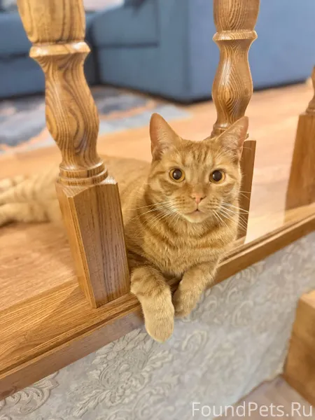 Пропал кот в районе Ул Строите...