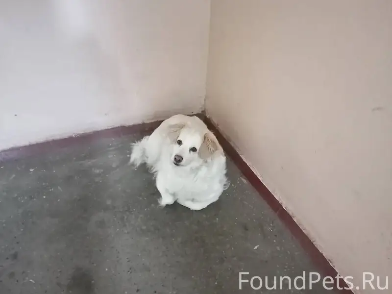 Кимры, ул. Ленина. Найдена соб...