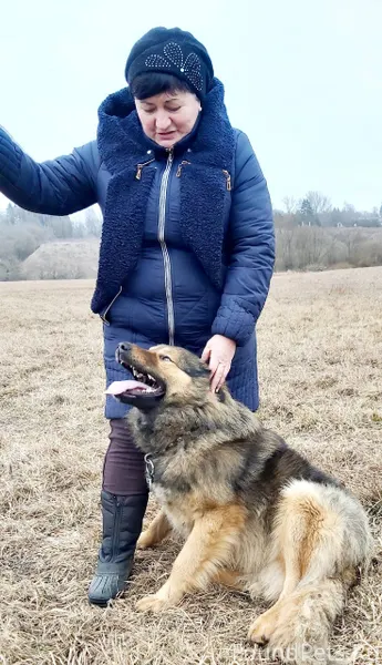 Пропала собака! Может быть в р...